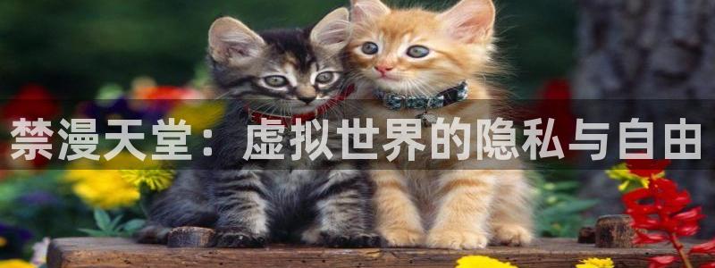omofun动漫免费看官网入口在哪：禁漫天堂：虚拟世界的隐私与自由